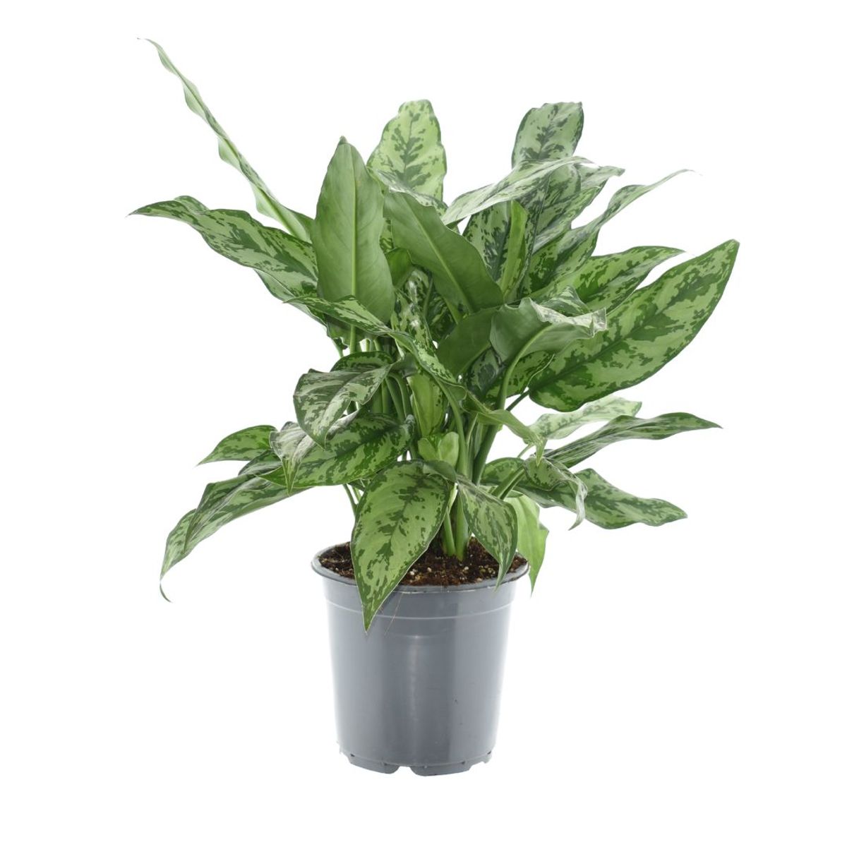 aglaonema-romeo-plant-wholesale-floraccess