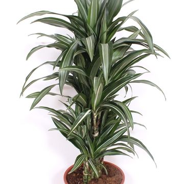 Dracaena fragrans 'Ulises'