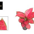 Aglaonema 'Red Joy'