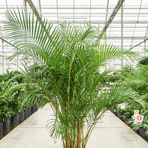 Dypsis lutescens — Plant Wholesale FlorAccess