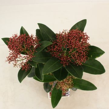 Skimmia japonica 'Rubella'