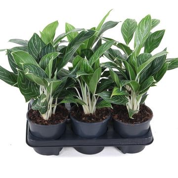 Aglaonema 'Snow White'