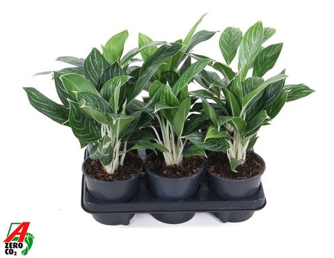 Aglaonema 'Snow White'