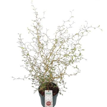 Sophora 'Little Baby'