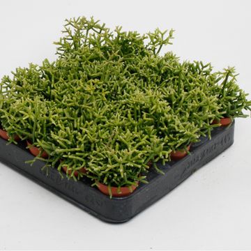 Rhipsalis heteroclada