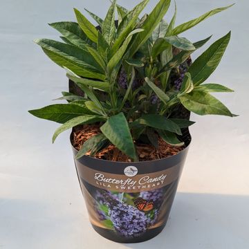 Buddleja davidii BUTTERFLY CANDY LILA SWEETHEART