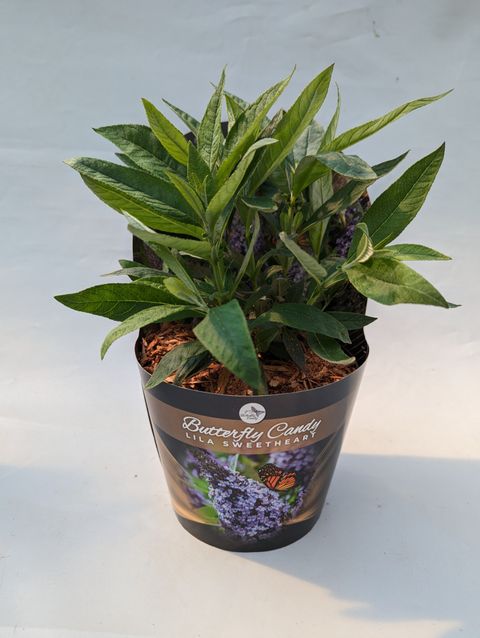 Buddleja davidii BUTTERFLY CANDY LILA SWEETHEART