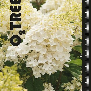 Hydrangea paniculata 'Silver Dollar'