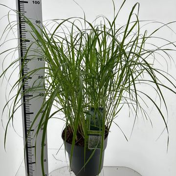 Miscanthus sinensis 'Herman Mussel'