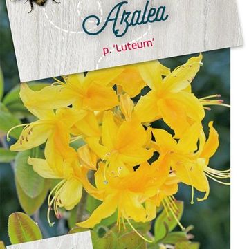 Rhododendron luteum
