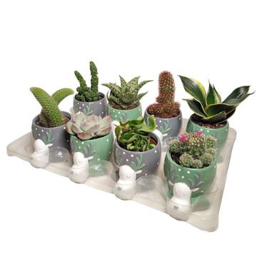 Cactus / Succulents MIX