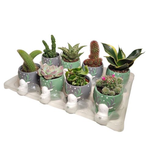 Cactus / Succulents MIX