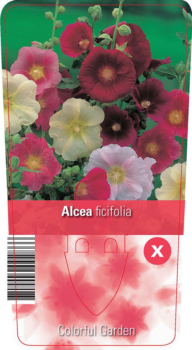 Alcea rosea 'Nigra' — Atacado de Plantas FlorAccess