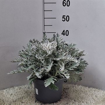 Jacobaea maritima
