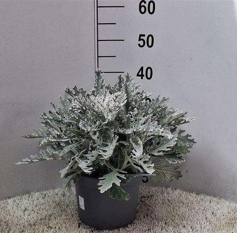 Jacobaea maritima