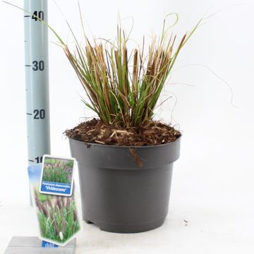 Pennisetum alopecuroides 'Viridescens'