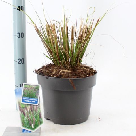 Pennisetum alopecuroides 'Viridescens'