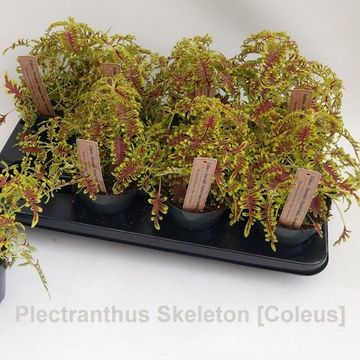 Plectranthus SKELETON