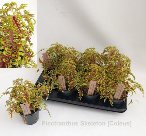 Plectranthus SKELETON