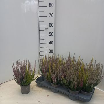 Calluna vulgaris BEAUTY LADIES MIX IN POT