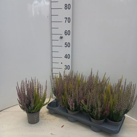 Calluna vulgaris BEAUTY LADIES MIX IN POT