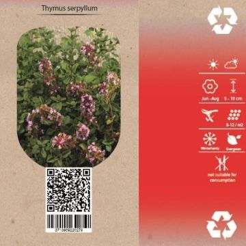 Thymus serpyllum