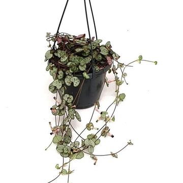 Ceropegia 'Silver Glory'