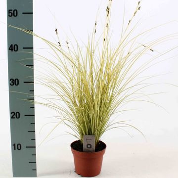 Carex brunnea 'Jenneke'