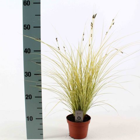 Carex brunnea 'Jenneke'