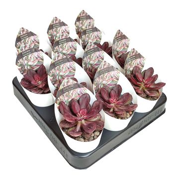 Echeveria nodulosa 'Maruba Beni-tsukasa'