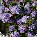 Ceanothus 'Blue Sensation'