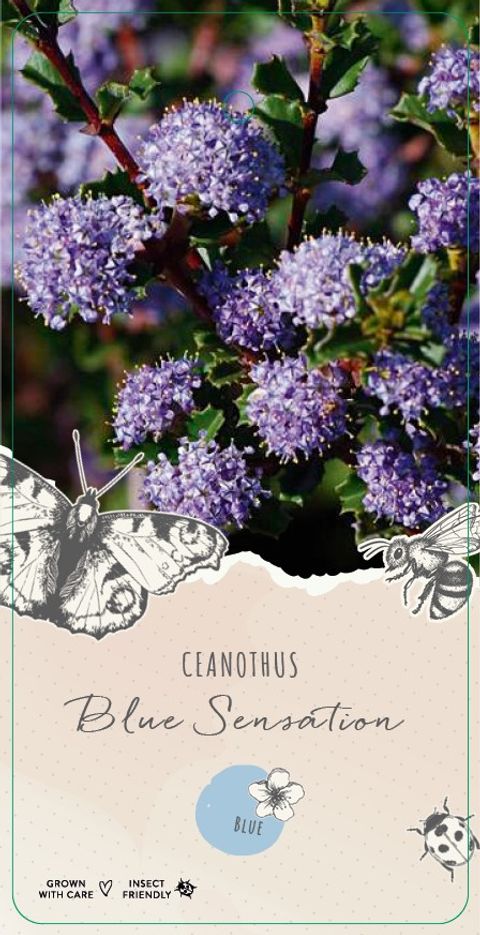 Ceanothus 'Blue Sensation'