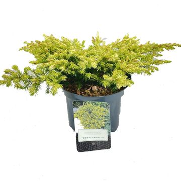 Juniperus conferta 'Sunflower'