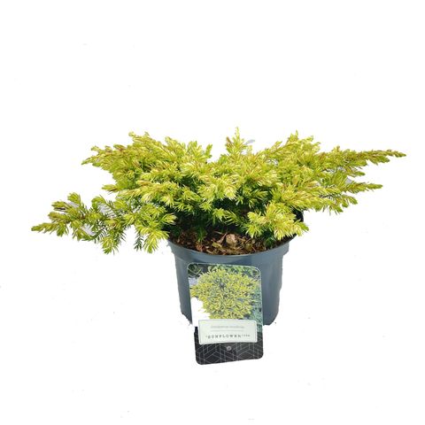 Juniperus conferta 'Sunflower'