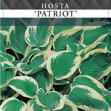 Hosta 'Patriot'