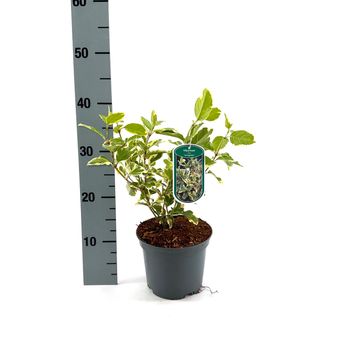 Viburnum tinus 'Variegatum'