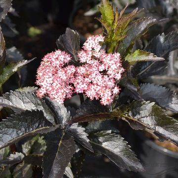 Sambucus nigra BLACK TOWER