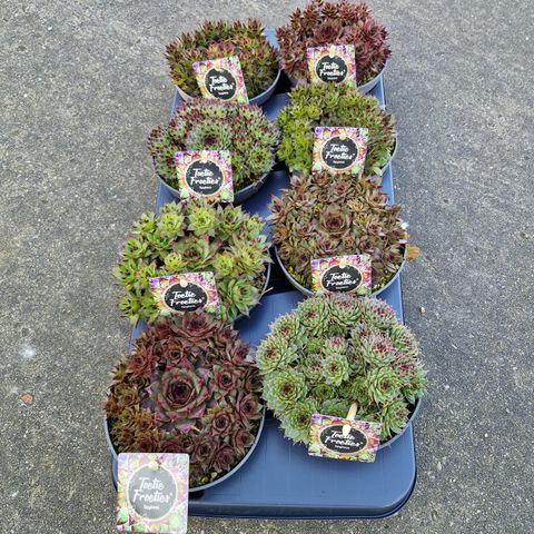 Sempervivum TOETIE FROETIES SPYKES