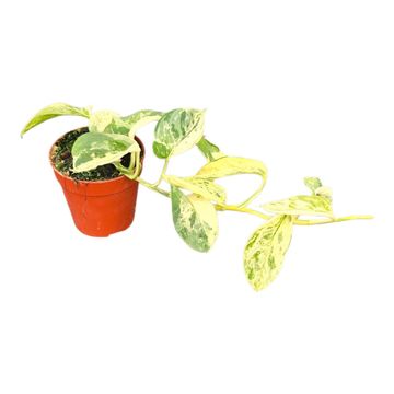 Scindapsus 'Silver Splash Variegata'