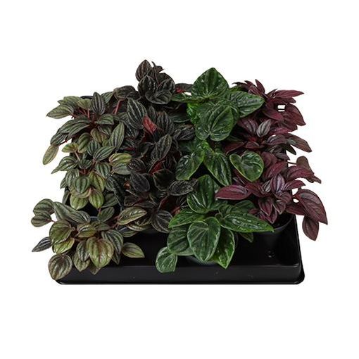 Peperomia caperata MIX