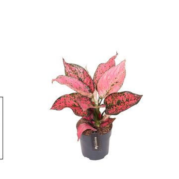 Aglaonema 'Spicy Pink'