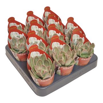 Echeveria 'Nichi'