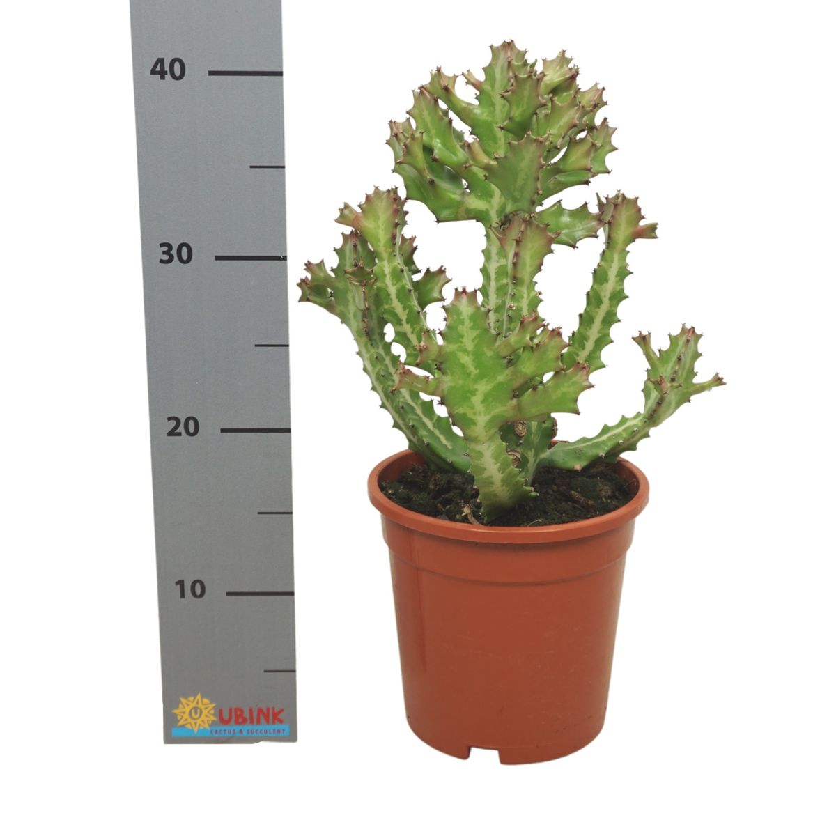 Euphorbia lactea ou Euphorbe lactée – Cactus Encyclo