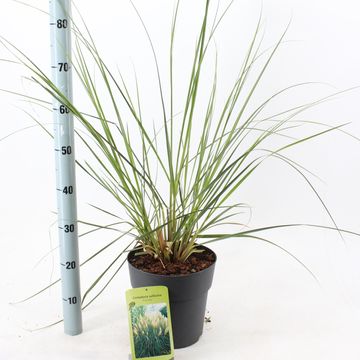 Cortaderia selloana 'Pumila'