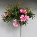 Nerium oleander MIX