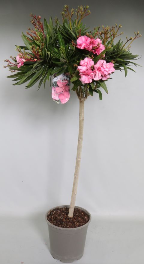 Nerium oleander MIX