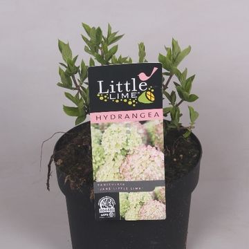 Hydrangea paniculata LITTLE LIME