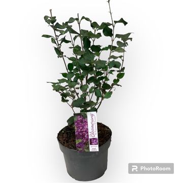 Syringa BLOOMERANG DARK PURPLE