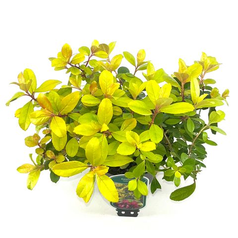 Escallonia laevis 'Gold Ellen'