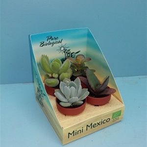 Succulents MIX
